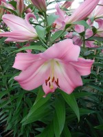 [4163 Tabledance Mak No202.JPG]